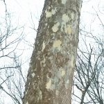 Mature bark of the Sycamore. It is smooth, dark grey, light grey, and white, in a pattern that resembles camouflage.  