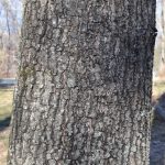 Bark of Scarlet Oak. Bark is grey, and cracked and scaled. Reddish bark is visible underneath.
