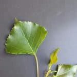 Populus deltoides leaf. The leaf is diamond shaped, and finely serrate. Yellow-green in color.