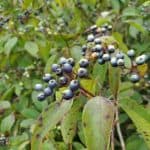 Silky dogwood berries. Dark blue and clustered together. Some fruits are light, almost white, and others are purple.