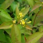 Small diervilla flowers. All yellow flowers. Narrow green leaves.