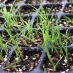 Carex stricta seedlings in a shallow tray. There are several small plants per square, and each square is only a couple of centimeters.