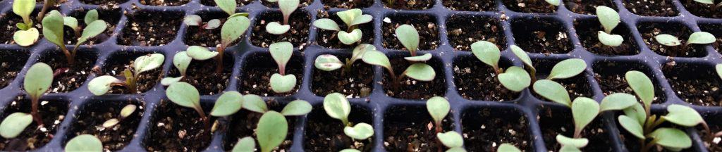 Coreopsis lanceolata seedling1
