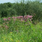 Spotted Joe-Pye weed in an open field. the plant is covered in pinkish purple flowers. 