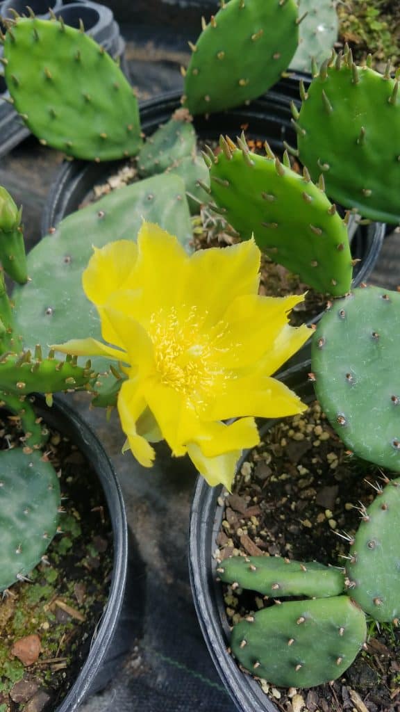 Young prickly pear cactus in one gallon pots. A beautiful bright yellow flower is in the center of the photo.