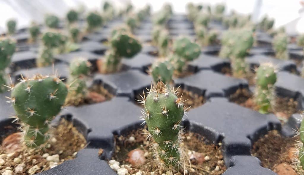 Prickly pear seedlings in a tray. Each plant is around two inches tall and covered in spines.
