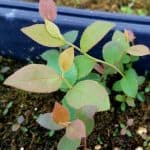 Small highbush blueberry seedling. Small, slightly fuzzy, alternate ovate leaves. The leaves have a lot of variation in their color, including yellow, pink, light orange, and blue green. It makes for a striking plant. 
