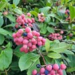 Clusters of viburnum nudum fruit. the fruits are ovoid, pink, smooth, and matte. foliage is oval to elliptical entire leaves, and fairly dense. Some of the fruits are past maturity, and have turned a dark blue and shriveled, resembling a raisin. 