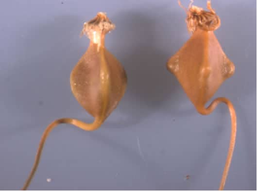 carex lupulina (left) carex lupuliformis (right)