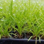 young glyceria striata in a tray. the plants are only a couple inches tall and covered in water. it's a grass. 