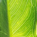 Closeup of an Arrow Arum leaf with the light shining through. 