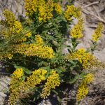 seaside goldenrod. clusters of bright yellow flowers. growing in a sandy area. 