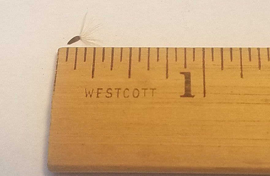 One smooth aster seed next to a ruler, just under one eighth of an inch long.