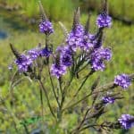 Blue Vervain flowers. The branching stem has several bright purple pointed inflorescences. 