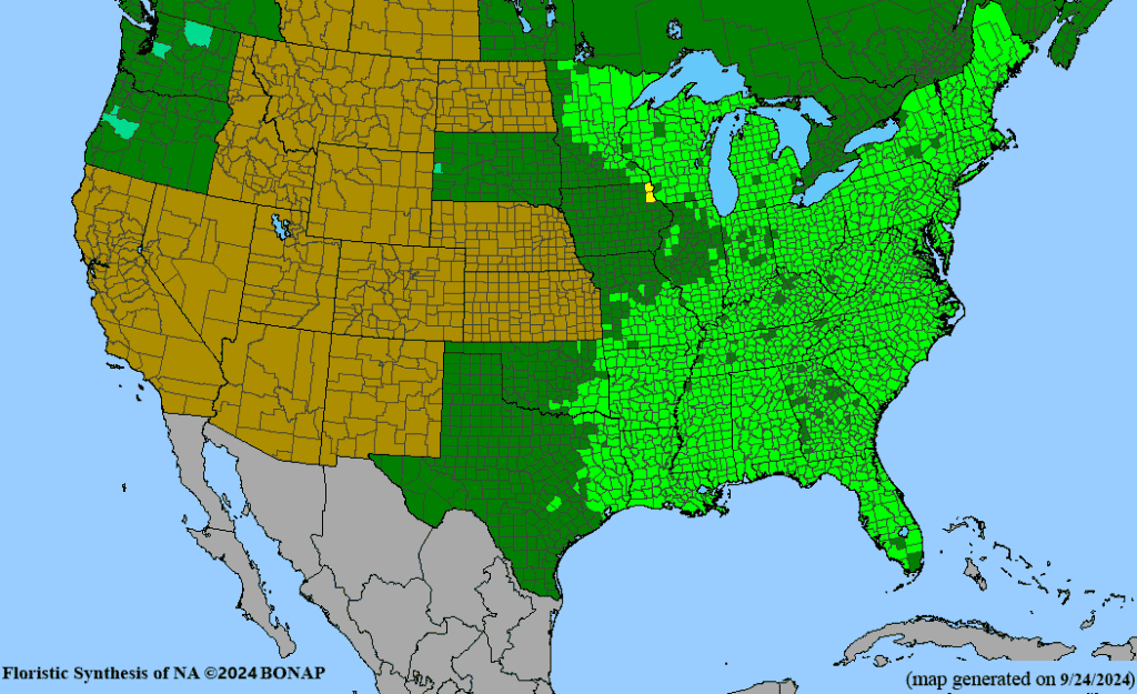 Red Map Tree Single Plant Page