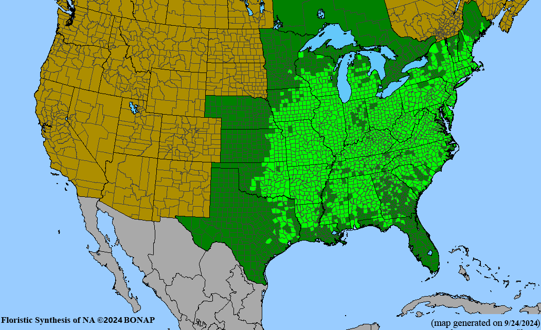 Range Image