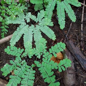 Maidenhair fern in the woods. The fronds are long and delicate looking, and do not taper much. 