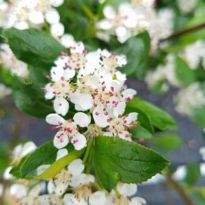 Black chokeberry flowers. Small, white flowers with five dainty petals each. White stamen with dark pink heads extend from the center. 