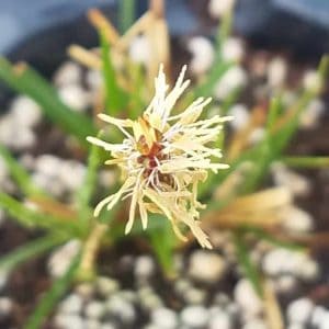 One penn sedge flower. It is white with many very thin petals. 