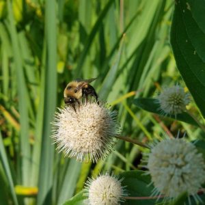 Buttonbush flower with a bee resting on top. The flower is a dull creamy white, and is round and compound, with the individual flowers so small it is difficult to distinguish. The bee is collecting nectar. 