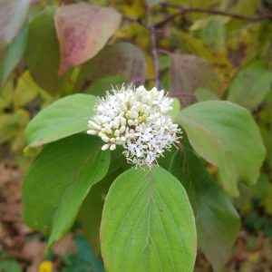 Red osier dogwood flower. A compound flower with small white flowers. green smooth edged leaves are also visible. 