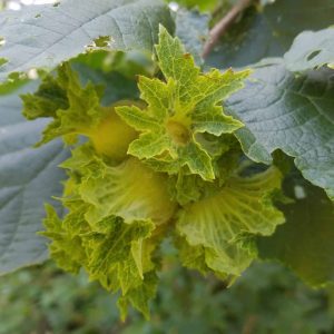 American hazelnut young fruit, still on tree. Leaves of the tree are dark green. The fruit is bunched together and squash yellow. The fruits are round and vase shaped, with leafy yellow green tops. 