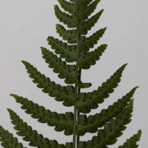 Marginal wood fern. The frond is dark green.