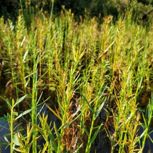 Young three-way sedge growing in trays. Spikey, yellow green and brown, thin foliage.