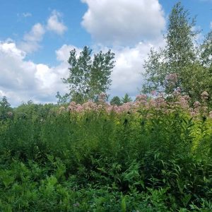 Hollow stem joe pye weed in an open field. the purplish inflorescences are blooming.