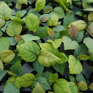 Witch hazel leaves. Stout, heart-shaped leaves, dull yellow green and brownish red. 