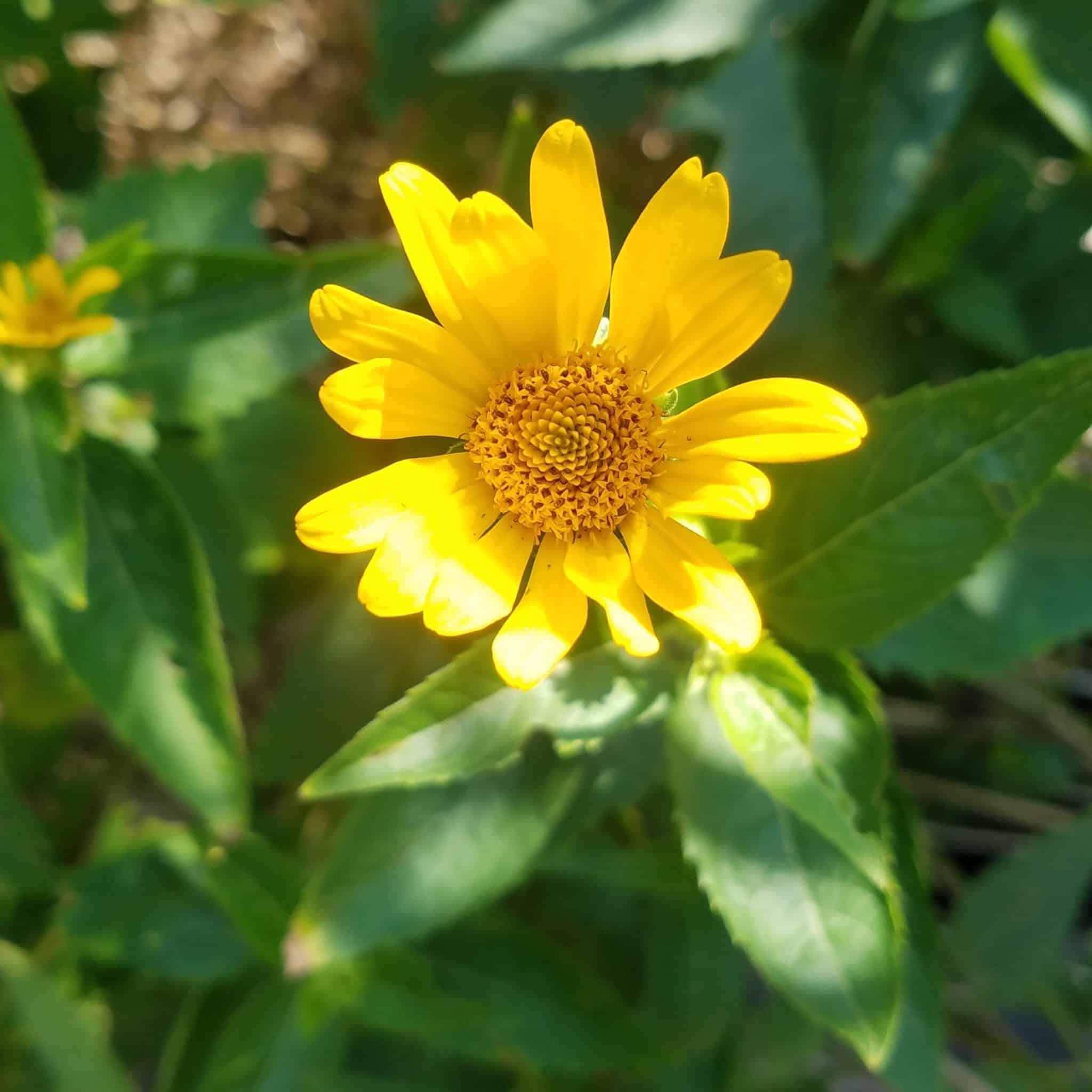 Smooth oxeye flower. The flower is bright yellow and eye catching in the sun. It resembles a sunflower somewhat. 