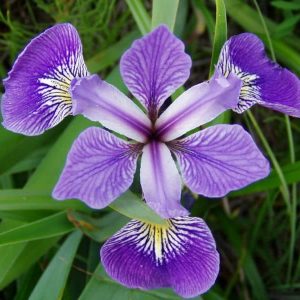 Iris versicolor flower. It is bright purple, and has three-fold rotational symmetry. 