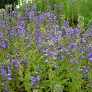great blue lobelia flowers in a field. Showy light purple inflorescences fill the photograph. 