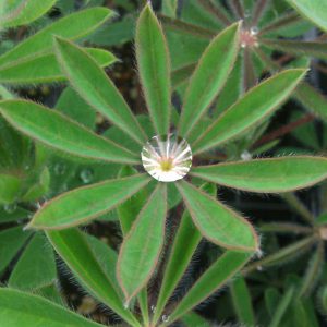 Blue lupine foliage. A compound palmatisect leaf with spatulate leaflets. A large, shiny drop of water rests on the intersection of the leaflets. 