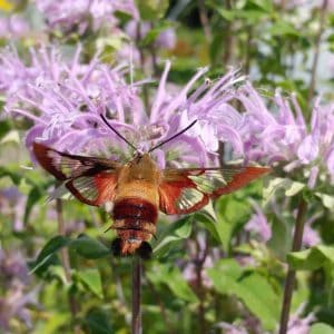 A hummingbird moth (fuzzy, bright deep red, with clear wings) rests on a bee balm flower. The flowers are light lavender purple with many long, thin, separate petals, sepals, pistils and stamen. 