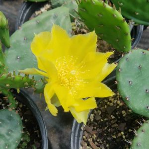 Young prickly pear cactus in one gallon pots. A beautiful bright yellow flower is in the center of the photo. 