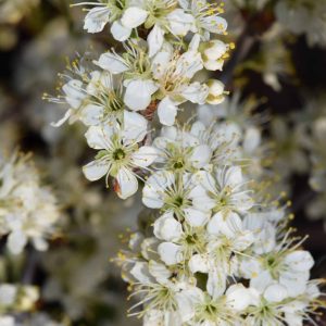 Cluster of beach plum flowers. The flowers are small and white with five petals each. They are clustered so thickly that it is difficult to see the wood of the plant.