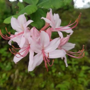 Pink Azalea flowers. The flowers are light pink and clustered together, slightly lily-like in shape. Dark pink stamens extend from the center and turn upwards. 