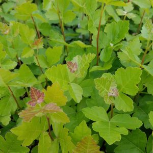 Fragrant sumac seedlings. small, palmate leaves of three, lobed, light green or pinkish red. Could easily be mistaken for poison ivy.