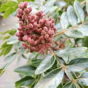 Winged sumac fruit and leaves. fruit is a cluster of dull red, slightly fuzzy roundish berries. The leaf is pinnately lobed, with some leaf flesh surrounding the stem. Leaves are dark green, have smooth edges.