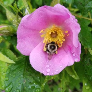 Swamp rose flower, bright pink round flower with a yellow center. A bee is collecting nectar.