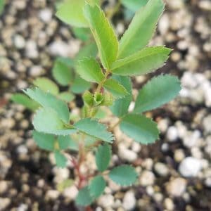 Virginia rose seedling. New leaves, pinnately compound in groups of three to five, doubly toothed, mainly oval in shape.