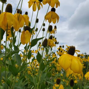 rudbeckia flowers against a grey sky. the flowers have droopy yellow petals and dark brown compound seed heads. 