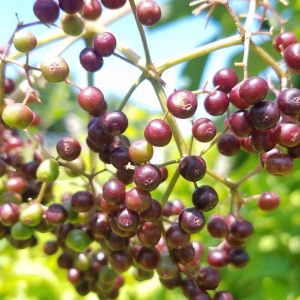 Elderberry fruit. The fruit is in a cluster, branching out in fives. Light plum purple in color, almost resembling a bunch of grapes. 