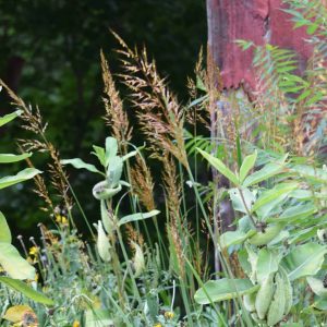 A block of blue joint grass in an open hoop house in a plant nursery. the grass is fairly uniform in height, about a foot and a half tall, and bright green in the sunlight.