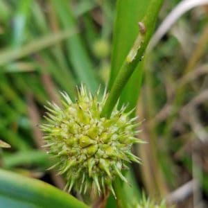 A spiky burreed seed pod.