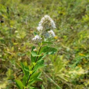 Meadowsweet flower. Whorled, coarsely serrate leaves on a dark branch. At the tip a cluster of small, fluffy white flowers. 