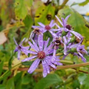 Smooth aster. Several flowers are in the center of the photo. The flowers are bright purple, with about 15 to 20 thin bright purple petals each, and pinkish-red centers. the flowers are covered in drops of water. 